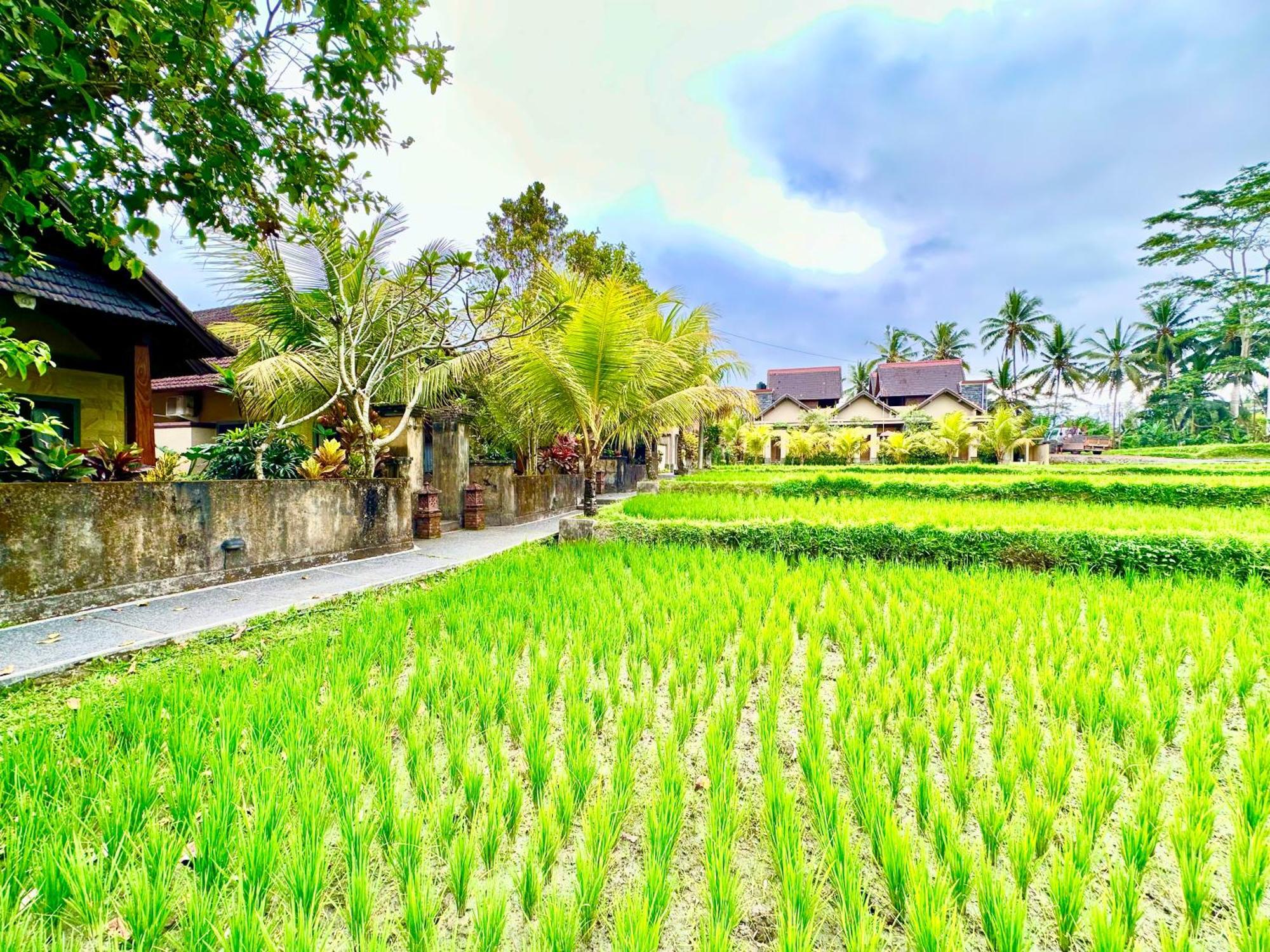 Dupa Ubud Dış mekan fotoğraf