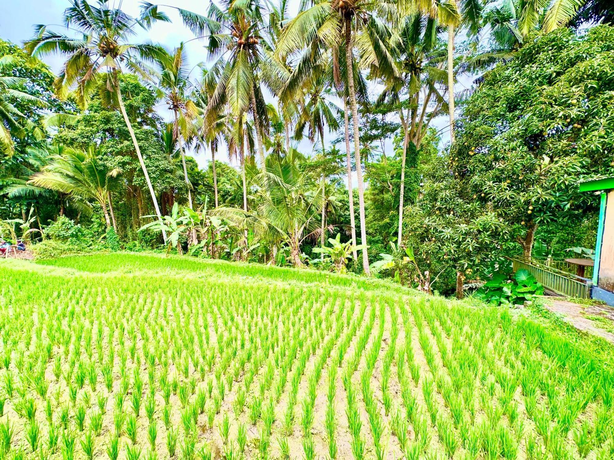 Dupa Ubud Dış mekan fotoğraf